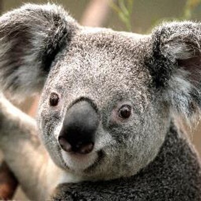 Profile Picture of Kristen Fountain (@CouponKrazeKris) on Twitter