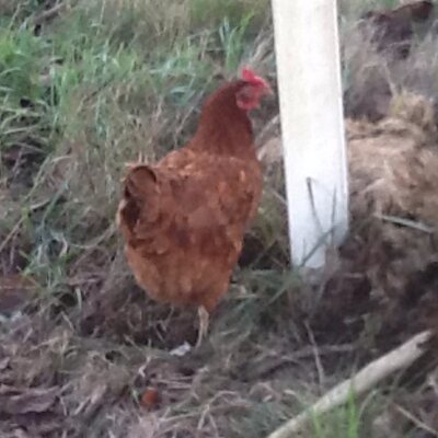 Profile Picture of Chelly Garcia Lopez (@ChellyMayra) on Twitter