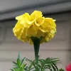 Profile Picture of DAVUT DİCLE (@davut.dicle) on Tiktok