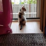 Profile Picture of Dennis Rechsteiner (@dennisrechsteiner) on Instagram