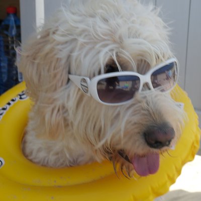 Profile Picture of Hans Günter Schade (@TaylorStoff) on Twitter