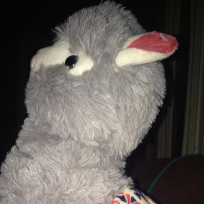 Profile Picture of Lola Llama (@LolaTheLlama19) on Twitter