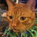 Profile Picture of Pam Cormier (@rudy0319) on Instagram