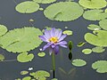 Profile Picture of Nymphaea giganteaon Wikipedia