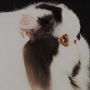 Profile Picture of Carlos Moretti (@carlosmoretti4641) on Youtube