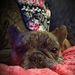 Profile Picture of Ruby Hilliard (@hilliard0805) on Pinterest