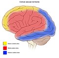 Profile Picture of Cerebral circulationon Wikipedia