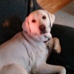 Profile Picture of David Mollenhauer (@rmollenhauer.linda) on Instagram