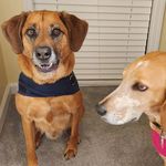 Profile Picture of David Marinelli (@prlzldjn) on Instagram