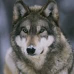 Profile Picture of Jose Perales (@Jose-Perales) on Facebook