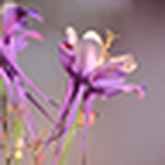Profile Picture of Judi Schindler-domser (@eyecansee1) on Flickr