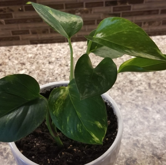 Profile Picture of Lucy Potters (@naomihofer36) on Poshmark