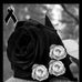 Profile Picture of Luz Palacio (@luz.palacio.5283) on Facebook