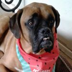 Profile Picture of Buddy Knapp (@bootyboih) on Instagram