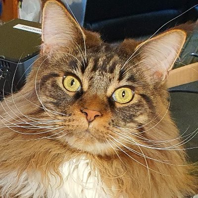 Profile Picture of Scott Ling (@ScottyLing) on Twitter