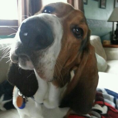 Profile Picture of 👅 Roscoe Beaubeau 🇺🇸 (@RoscoeBeauBeau) on Twitter