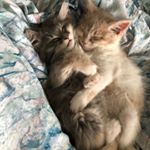Profile Picture of Avery & Nora + foster kittens (@noraandavery) on Instagram