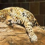 Profile Picture of Jacqueline Vallejos (@sujavale) on Instagram