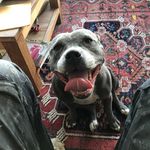 Profile Picture of Jack Pyle (@plumbdogmillionare) on Instagram