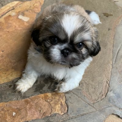 Profile Picture of Willem Pretorius (@WillemPretori10) on Twitter