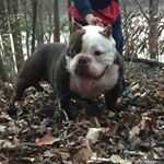 Darryl Johnson - Instagram Profile Picture of Darryl Johnson (@visionkennels) on Instagram