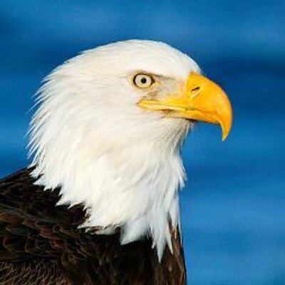 Profile Picture of Javier Iturralde (@Lobazo) on Twitter