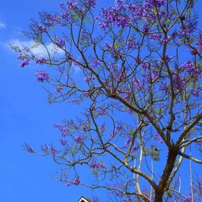 Profile Picture of Vien Huynh (@VienHuynh7) on Twitter
