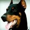 Profile Picture of Kent Meyer (@@kentmeyer1) on Tiktok