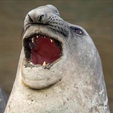 Profile Picture of Kyle Seward (@porkins300) on Twitter