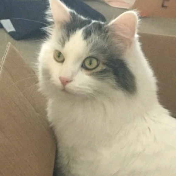 Profile Picture of Brendan Dalcanton (@brenoan) on Poshmark