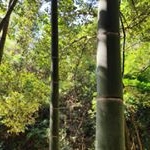 Profile Picture of 郑增坚 (@zhengzengjian) on Instagram