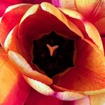 Profile Picture of Kerry Higman Berlinger (@kerryhigmanberlinger) on Instagram