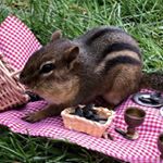 Profile Picture of Chocolate Chippies (@chippy.gram) on Instagram