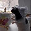 Profile Picture of Dantheman12 (@@danny_patella) on Tiktok