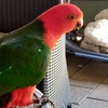 Profile Picture of Ernie Purcell (@@erniepurcell) on Tiktok