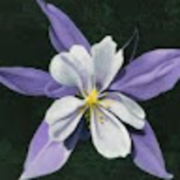 Profile Picture of Carlee Raffensperger (@carleeraffenspe) on Poshmark