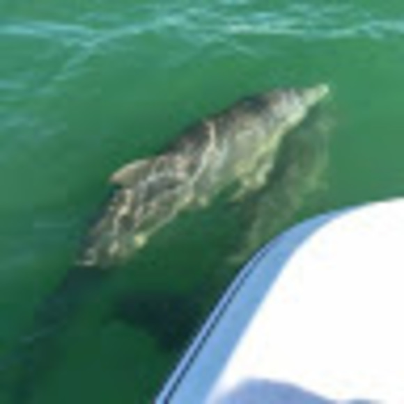 Profile Picture of Anne Pressel (@annepressel2) on Poshmark