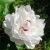 Profile Picture of Debbie Pearce (@DebraLynnPearce) on Pinterest