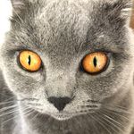 Profile Picture of Robinchaffinch (@robinchaffinch7) on Instagram