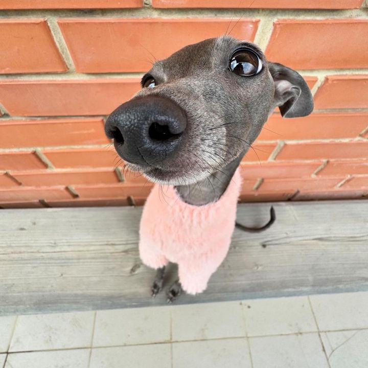 Profile Picture of carol (@mymuffins90583716) on Tiktok