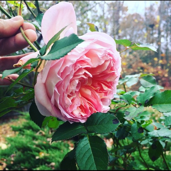 Yevgeniya Fluck - Poshmark Profile Picture of Yevgeniya Fluck (@jenyaf) on Poshmark