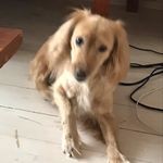 Profile Picture of Ксения Морозова (@homchylya) on Instagram