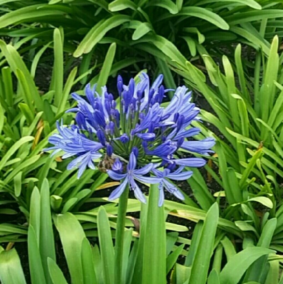 Profile Picture of Marie Martinsen (@marie13luv) on Poshmark