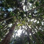 Profile Picture of Chris Burrill (@chris.burrill.94) on Instagram