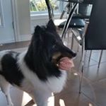 Profile Picture of Maurice Lapointe (@lapointe_maurice_) on Instagram