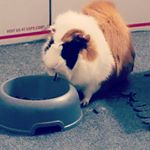 Profile Picture of Richard Bourque III (@whostolehyoimowano) on Instagram