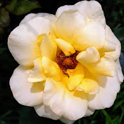 Crumley Cookie Reacts - Youtube Profile Picture of Crumley Cookie Reacts (@crumleycookiereacts6841) on Youtube