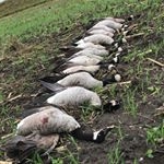 Profile Picture of Chris Halvorson (@chris_halvorson1) on Instagram