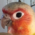 Profile Picture of Steve Garvin (@stevelgarvin) on Instagram