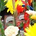 Profile Picture of Steve Lanza (@choochtheclown) on Pinterest